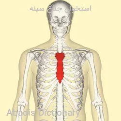 استخوان جناغ سینه